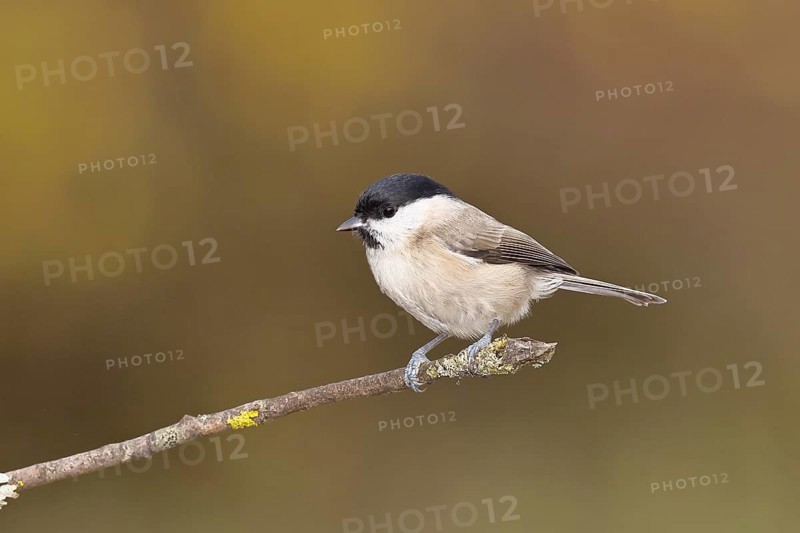 Marsh tit (Parus palustris) sitting on a branch, autumn leaves in the background, autumn, Wilnsdorf, North Rhine-Westphalia, Germany