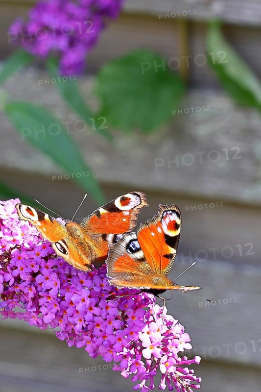Peacock butterfly (Inachis io) two butterflies sucking nectar on summer lilac (Buddleja davidii), butterfly bush, in a natural environment in the wild, close-up, wildlife, insects, butterflies, butterflies, Wilnsdorf, North Rhine-Westphalia, Germany
