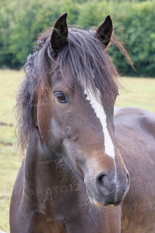 Shetland pony (Equus caballus) stallion in the paddock, North Rhine-Westphalia, Germany