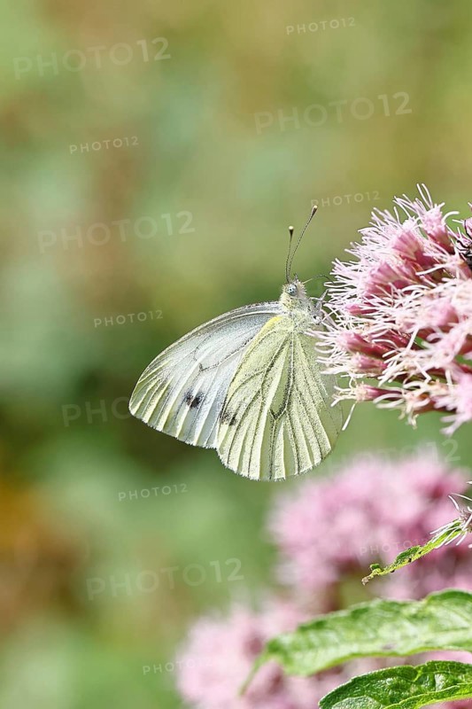 A Cabbage butterfly (Pieris brassicae) sucking nectar on the flower of a Hemp agrimony (Asteraceae), in a natural environment in the wild, nice bokeh in the background, Wildlife, Insects, Butterflies, Butterflies, Wilnsdorf, North Rhine-Westphalia, Germany