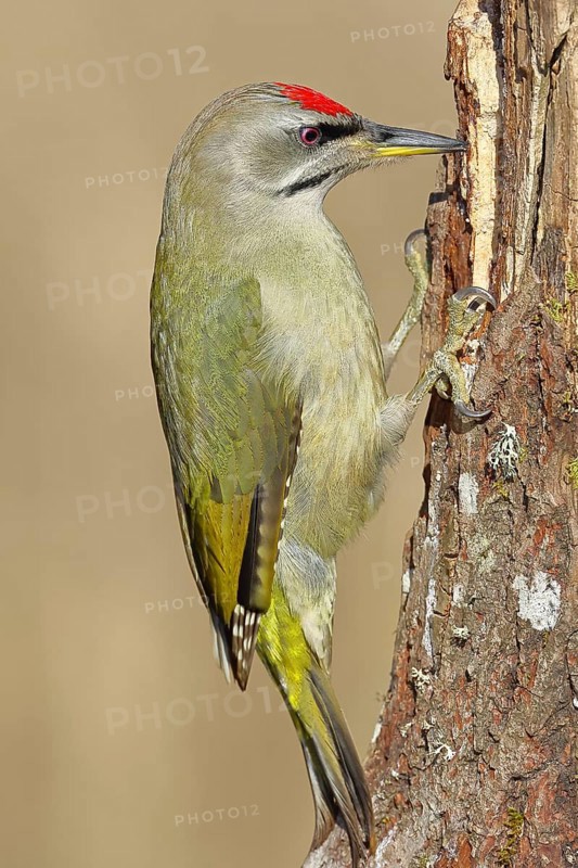 Grey-headed woodpecker (Picus canus), male sitting on a tree stump overgrown with moss and lichen, Wildlife, Woodpeckers, Birds, Nature photography, Wilnsdorf, North Rhine-Westphalia, Germany