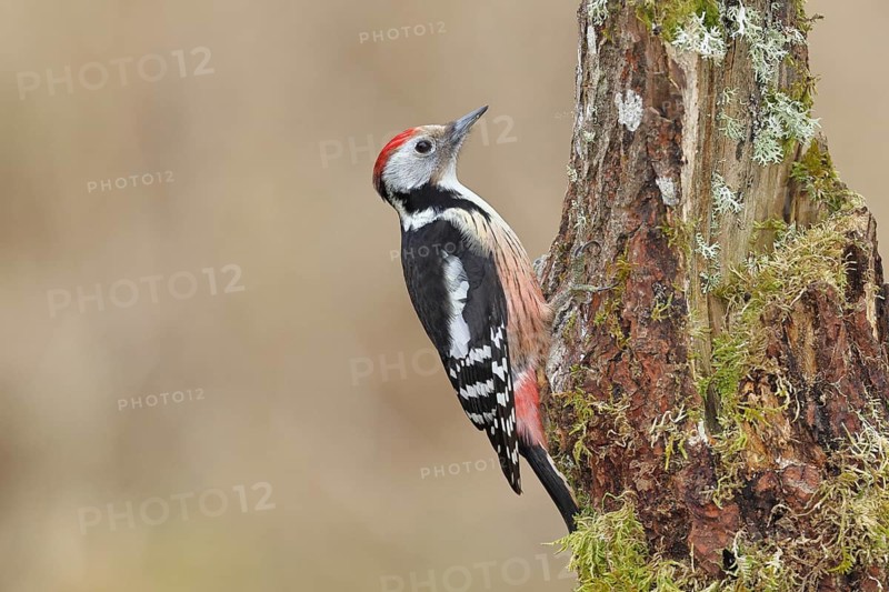 Middle spotted woodpecker (Dendrocopos medius) foraging on dead wood of an oak (Quercus), Wilnsdorf, North Rhine-Westphalia, Germany