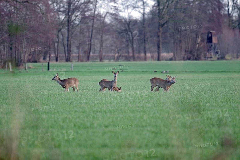 Roe deer (Capreolus capreolus), landscape, hunting, winter, high seat, North Rhine-Westphalia, Germany, A roebuck and four doe are standing in a meadow and grazing grass