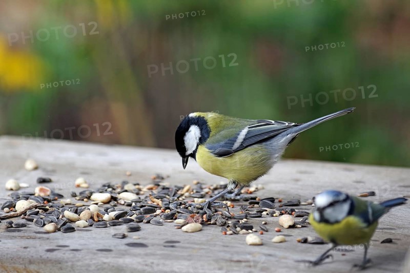 Great tit (Parus major), blue tit, bird feeder, hungry, coloured, Germany, Two titmice sitting on a board and eating the birdseed scattered around