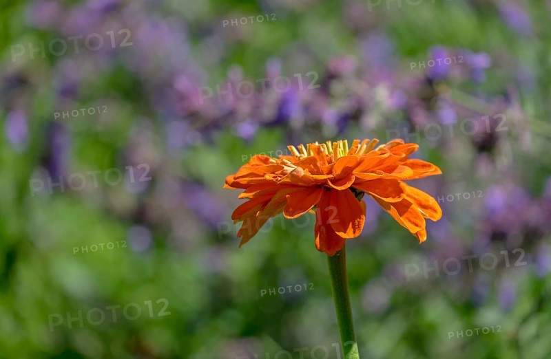 An orange zinnia (Zinnia) is in focus against a soft green and purple background in a garden, North Rhine-Westphalia, Germany