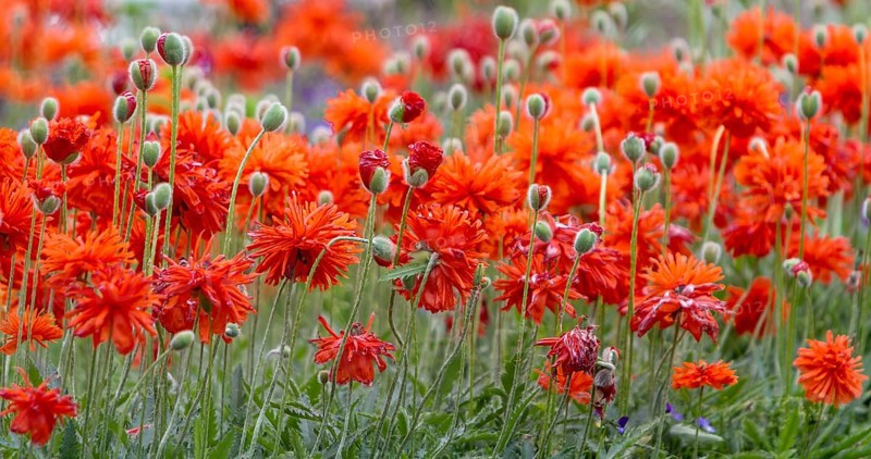 Bright orange poppies in full bloom, Palatinate, Rhineland-Palatinate, Germany
