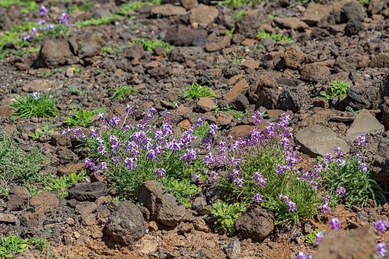 Bolles Levkoje (Matthiola bolleana), endemic plant on Fuerteventura, Canary Islands, Spain