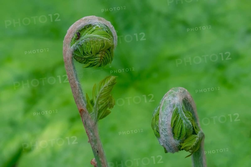 Young shoot, curled leaves of a fern frond, the Netherlands