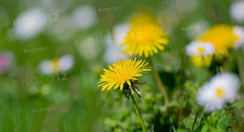 Blooming dandelions in a green meadow with blurry white flowers in the background, Palatinate, Rhineland-Palatinate, Germany