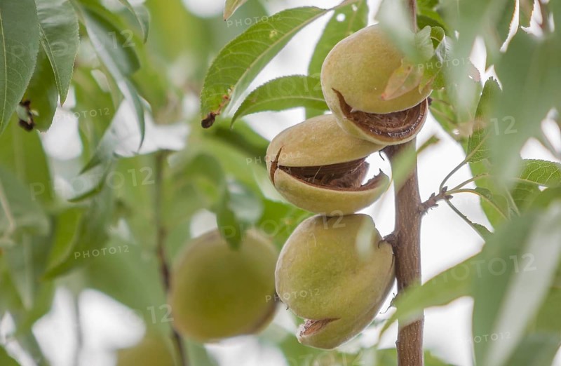 Ripe almonds on an almond tree (Prunus dulcis), Palatinate, Rhineland-Palatinate, Germany