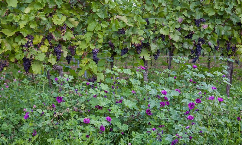 Grapevines with ripe grapes hang over a field with purple flowers in a green vineyard, Palatinate, Rhineland-Palatinate, Germany