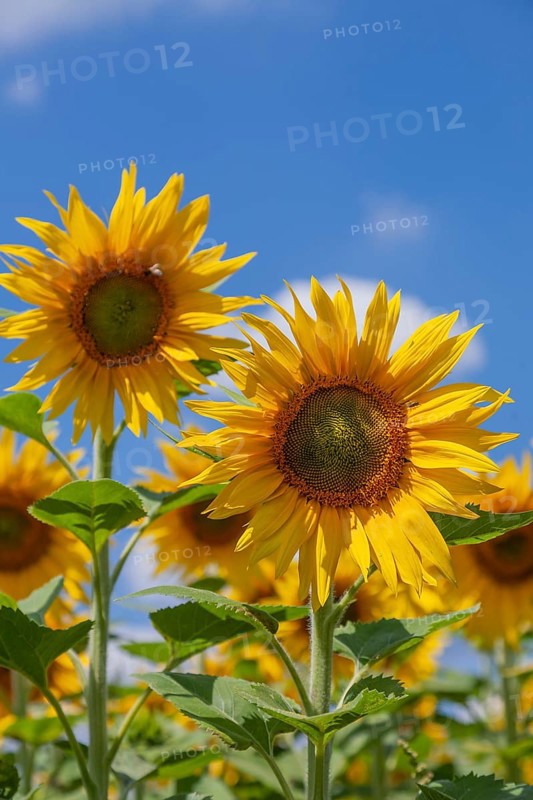 Sunflowers (Helianthus annuus) in front of a clear blue sky, sunlit and vibrant, Palatinate, Rhineland-Palatinate, Germany