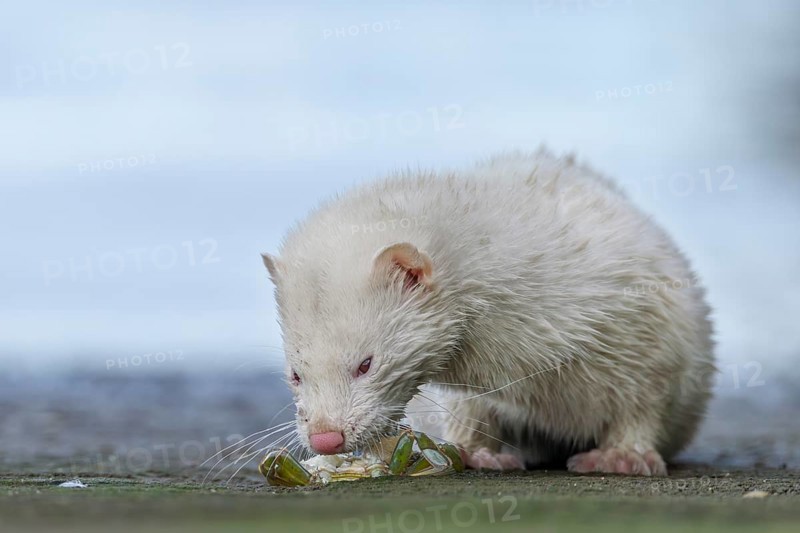 A mink (Neovison vison) with albinism has captured a shore crab, prey, hunting, success, albino, Denmark