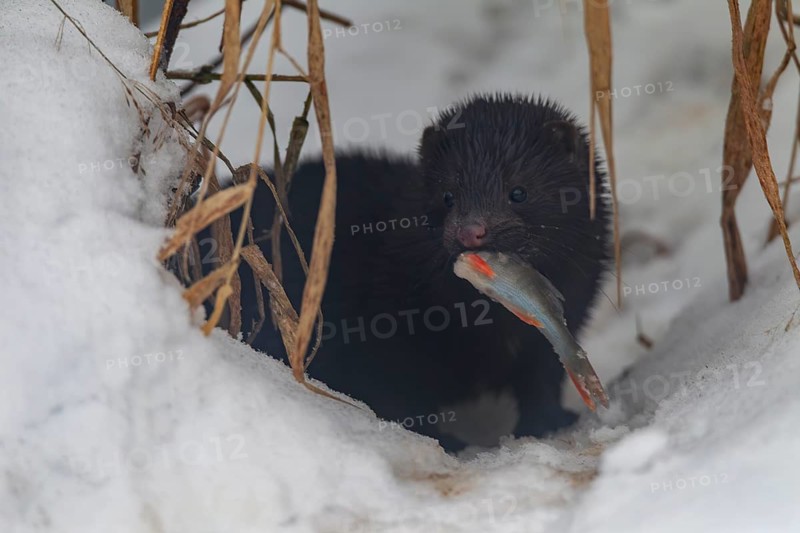 Mink (Neovison vison) with a captured perch, prey, hunting, piscivore, winter, snow, Germany