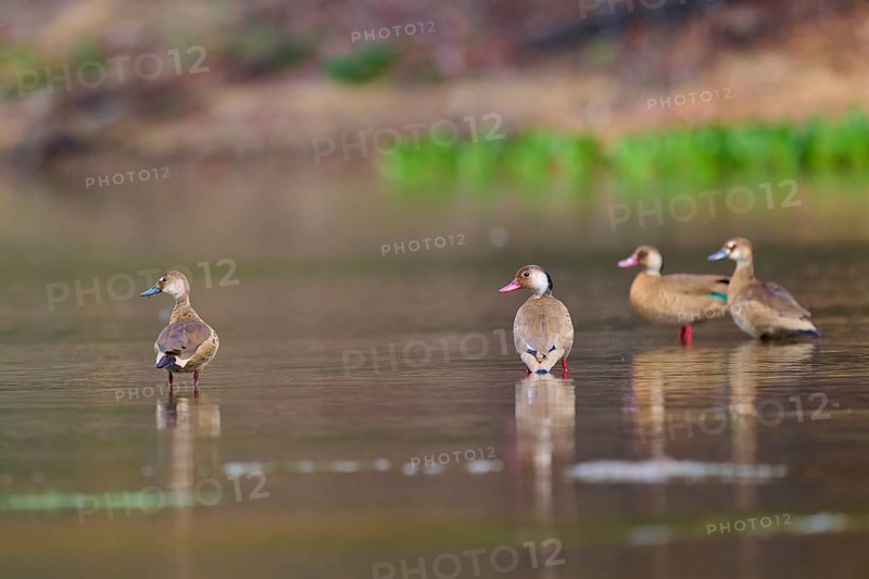Four ducks resting on the shore of a lake, surrounded by natural tranquillity, Red-billed Whistling Duck, Autumn Whistling Duck, Autumn Whistling Duck (Dendrocygna autumnalis), Rio Negro, Pantanal, Mato Grosso, Brazil