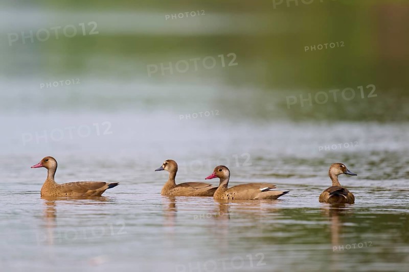Three ducks swimming calmly on a lake surrounded by green nature, red-billed whistling duck, autumn whistling duck, autumn whistling duck (Dendrocygna autumnalis), Rio Negro, Pantanal, Mato Grosso, Brazil