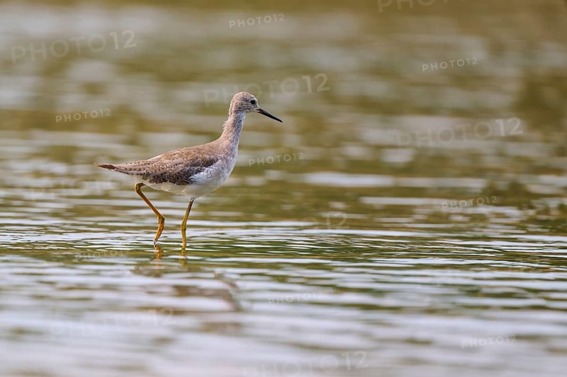 A bird moves in the water, the surface reflects its surroundings, Solitary sandpiper (Tringa solitaria), Rio Negro, Pantanal, Mato Grosso, Brazil