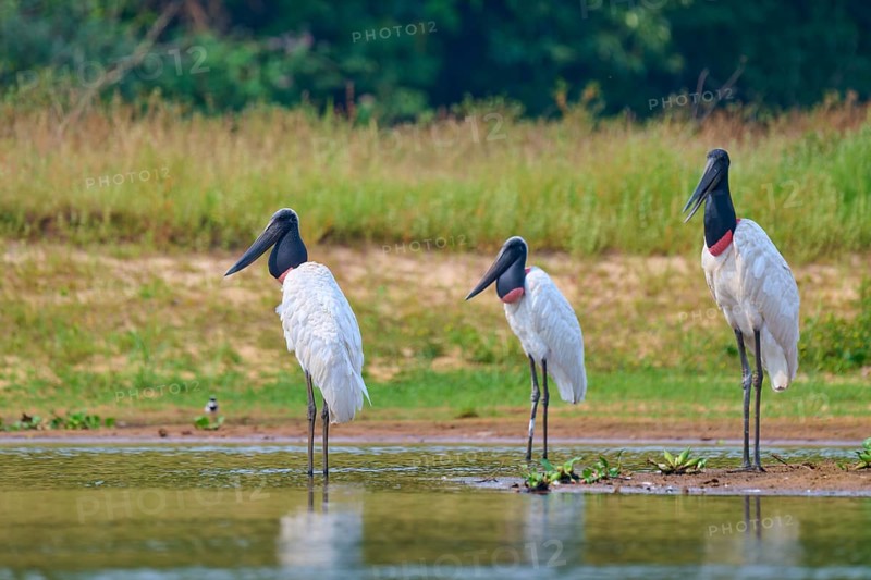 Three Jabirus standing on the bank of a calm water surrounded by green grass, Jabiru (Jabiru mycteria), Rio Negro, Pantanal, Mato Grosso, Brazil
