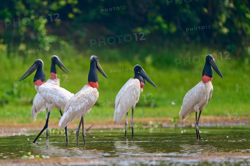Five Jabirus standing in the water, their surroundings reflected in it, Jabiru (Jabiru mycteria), Rio Negro, Pantanal, Mato Grosso, Brazil