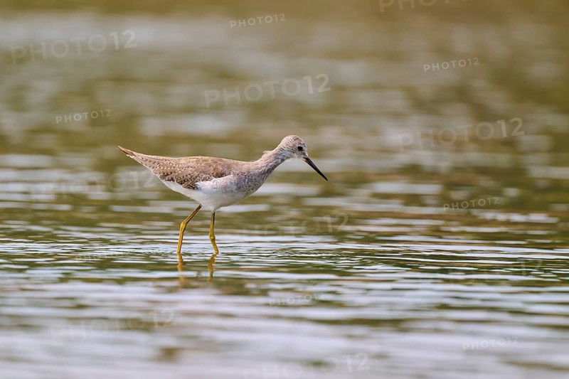 A bird wades through the shallow water, the surroundings appear calm and peaceful, Solitary sandpiper (Tringa solitaria), Rio Negro, Pantanal, Mato Grosso, Brazil