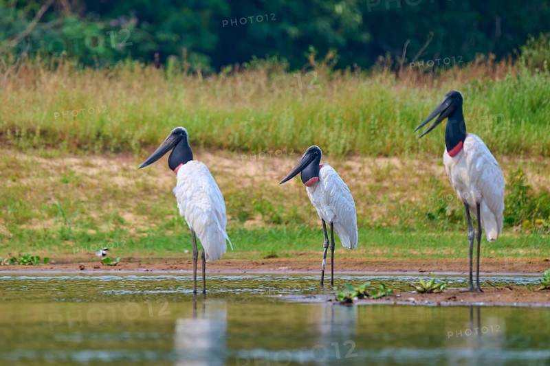 Three birds standing side by side at the edge of a natural body of water, Jabiru (Jabiru mycteria), Rio Negro, Pantanal, Mato Grosso, Brazil