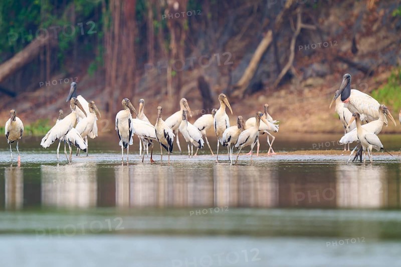 Group of storks standing on the riverbank in a lush landscape, wood stork (Mycteria americana), Rio Negro, Pantanal, Mato Grosso, Brazil