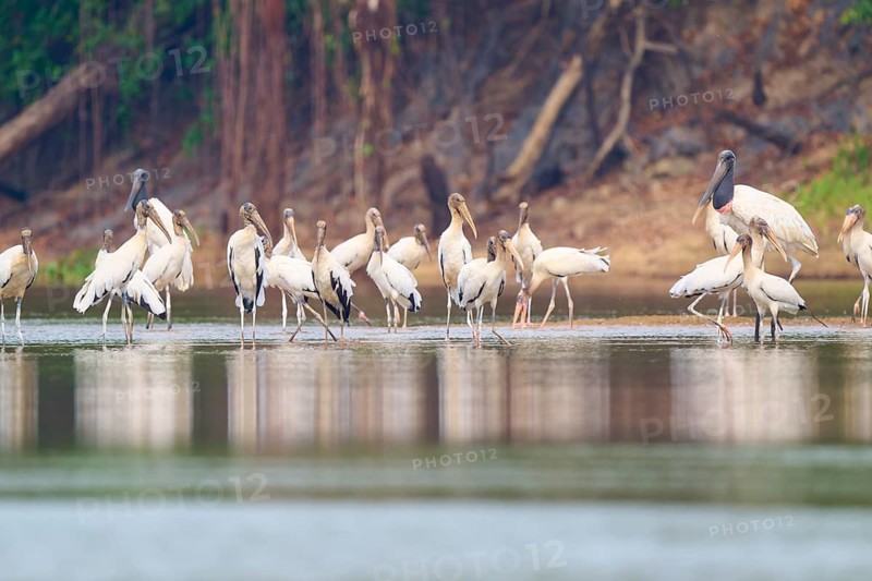 Storks on a river bank, surrounded by dense vegetation, wood stork (Mycteria americana), Rio Negro, Pantanal, Mato Grosso, Brazil