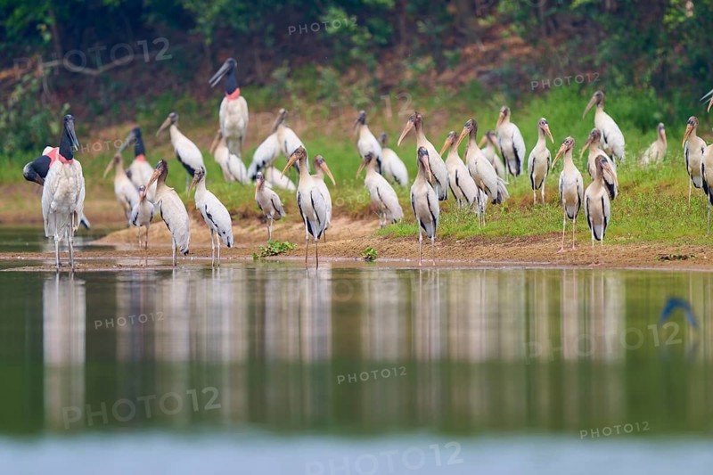 A congregation of storks stands near a body of water in a natural environment, Wood Stork (Mycteria americana), Rio Negro, Pantanal, Mato Grosso, Brazil