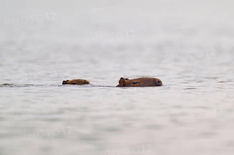 Two Capybara mother and young swimming in the water, the atmosphere is calm and peaceful, Capybara, capybara (Hydrochoerus hydrochaeris), Rio Negro, Pantanal, Mato Grosso, Brazil
