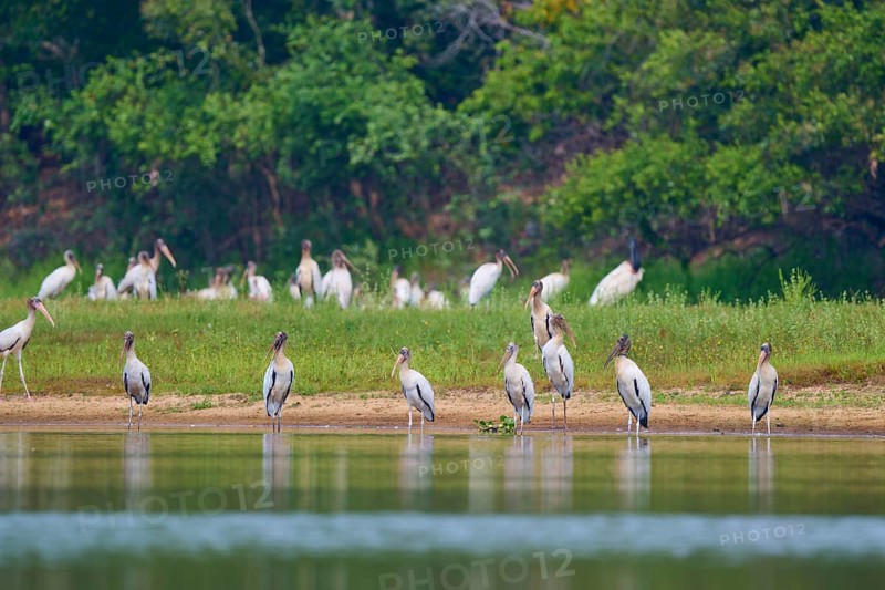 A group of storks stands on the bank of a body of water against a green background, Wood Stork (Mycteria americana), Rio Negro, Pantanal, Mato Grosso, Brazil