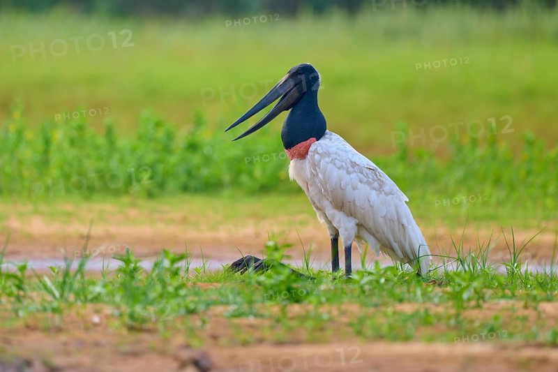A bird with a characteristic neck sits attentively in a meadow, Jabiru (Jabiru mycteria), Rio Negro, Pantanal, Mato Grosso, Brazil