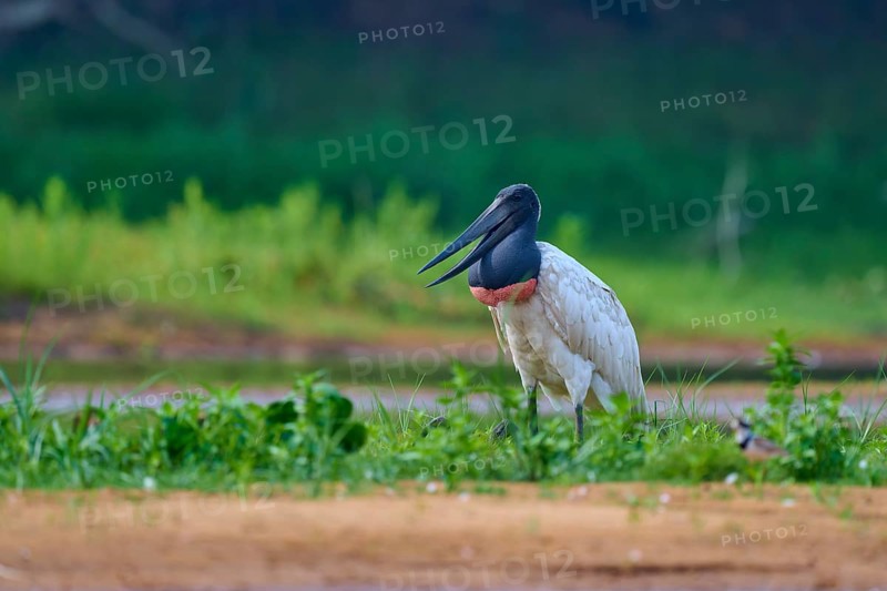 A bird sitting upright on green grass at the edge of a body of water, Jabiru (Jabiru mycteria), Rio Negro, Pantanal, Mato Grosso, Brazil