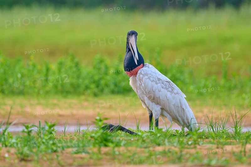 A bird with a black neck sits on a green meadow by a watercourse, Jabiru (Jabiru mycteria), Rio Negro, Pantanal, Mato Grosso, Brazil