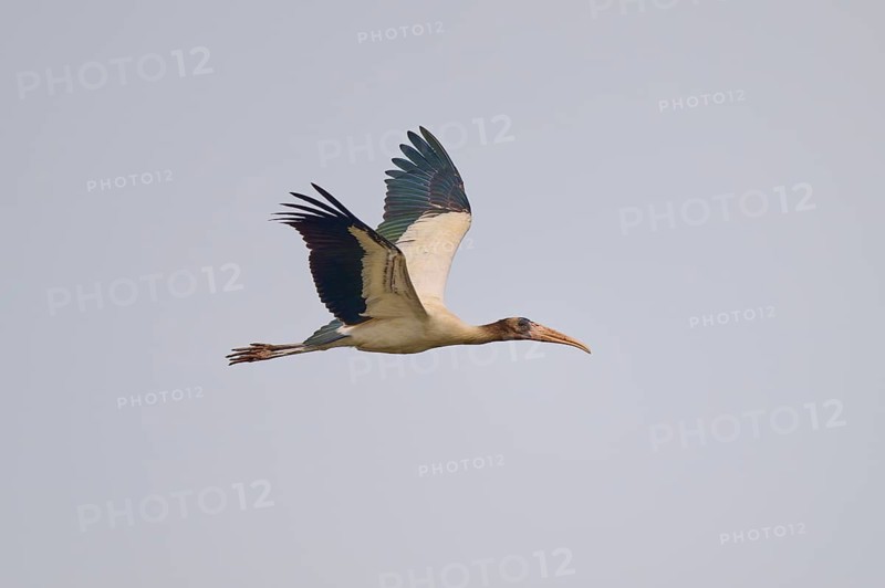 A flying stork with wings outstretched in the sky, wood stork (Mycteria americana), Rio Negro, Pantanal, Mato Grosso, Brazil