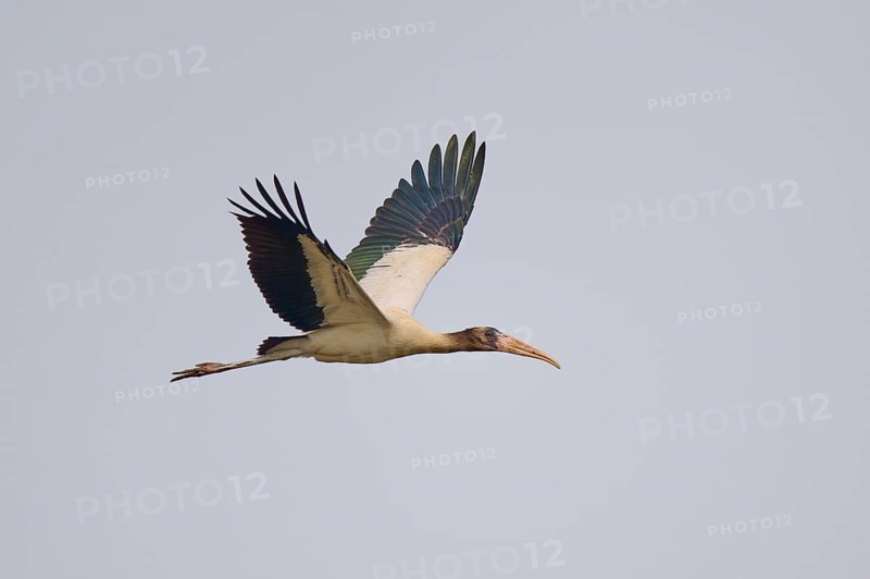A stork in flight against a clear sky, spreading its wings, Wood Stork (Mycteria americana), Rio Negro, Pantanal, Mato Grosso, Brazil