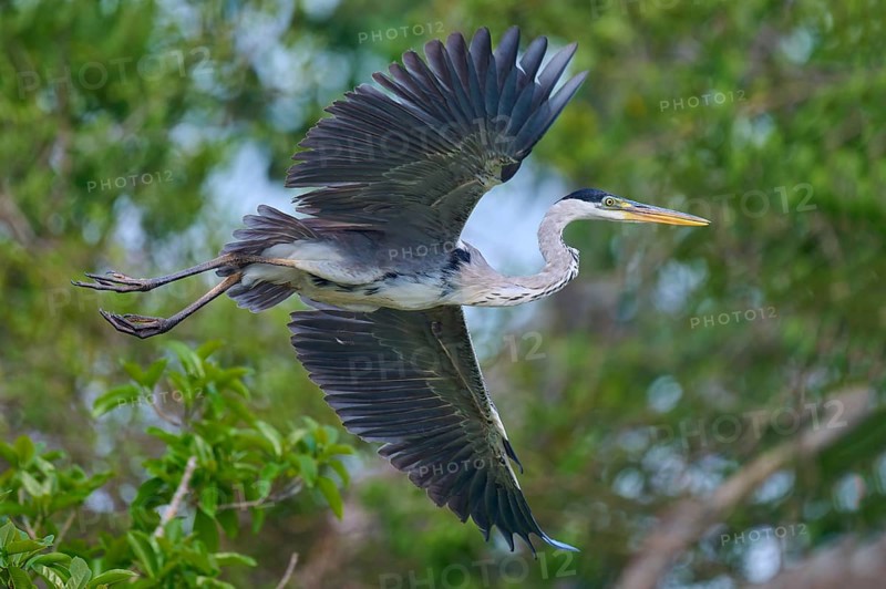 Hovering heron in impressive pose over green foliage, Cocoi heron (Ardea cocoi), Rio Negro, Pantanal, Mato Grosso, Brazil