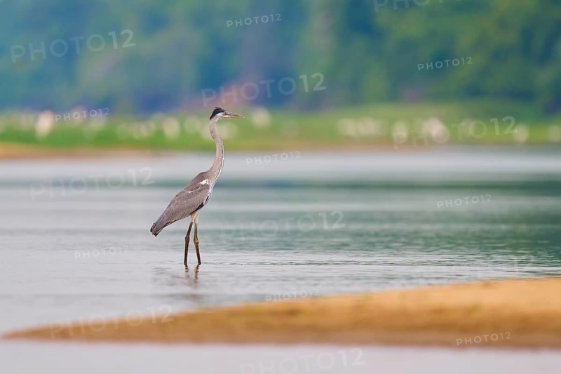 Heron standing in still water, surrounded by natural beauty, Cocoi Heron (Ardea cocoi), Rio Negro, Pantanal, Mato Grosso, Brazil