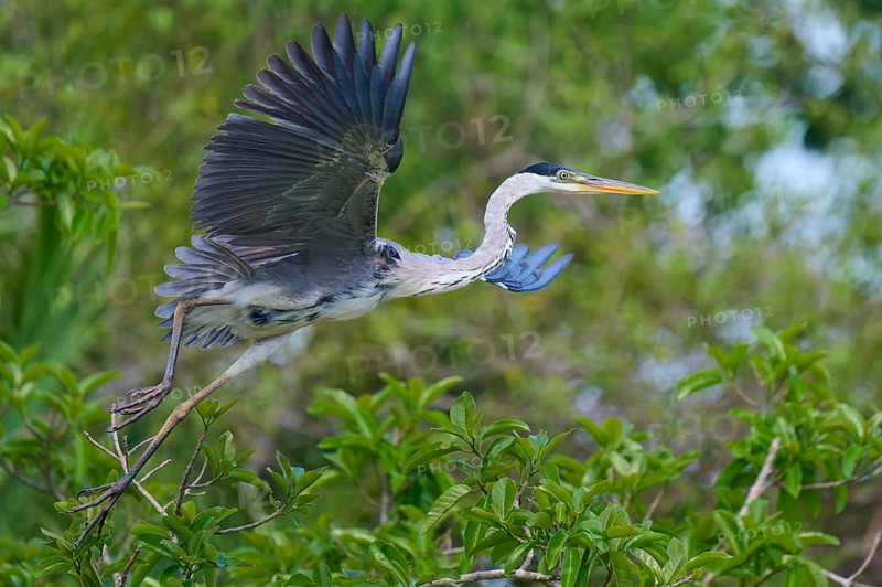A heron in majestic flight, surrounded by dense greenery, Cocoi Heron (Ardea cocoi), Rio Negro, Pantanal, Mato Grosso, Brazil