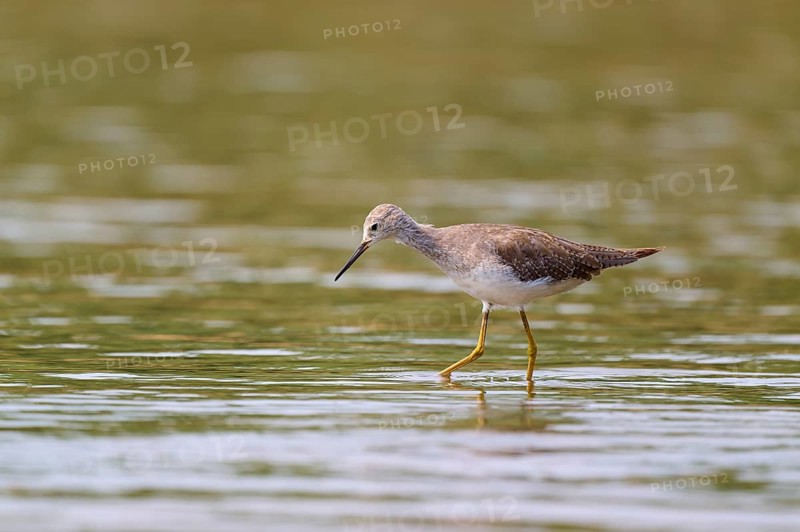 A bird stands in shallow water surrounded by a natural environment, Solitary sandpiper (Tringa solitaria), Rio Negro, Pantanal, Mato Grosso, Brazil