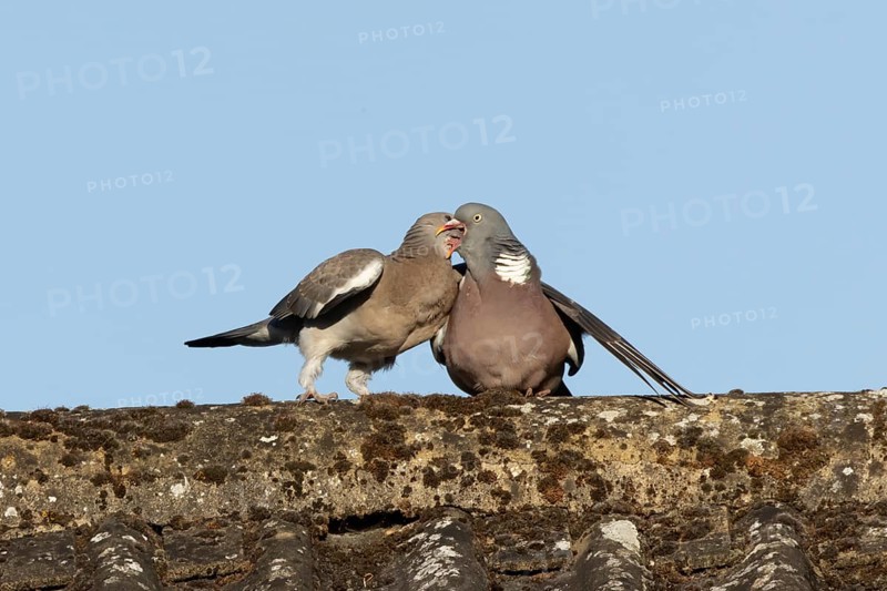 Wood pigeon (Columba palumbus) adult garden bird feeding a juvenile baby squab bird on a house roof in summer, England, United Kingdom