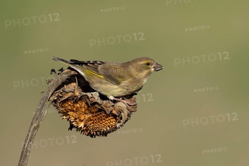 Eurasian greenfinch (Chloris chloris) adult garden bird feeding on sunflower seedhead seeds in winter, England, United Kingdom