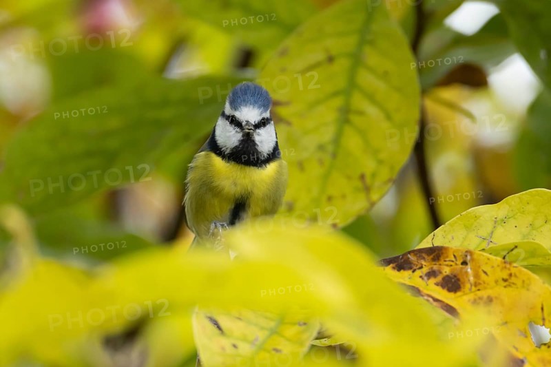 Blue tit (Cyanistes caeruleus) adult garden bird on a magnolia tree branch with autumn colour leaves, England, United Kingdom