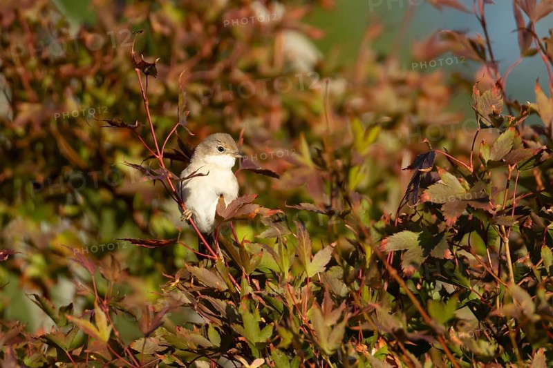 Lesser whitethroat (Curruca curruca) adult bird on a garden shrub with red autumn colour leaves, England, United Kingdom