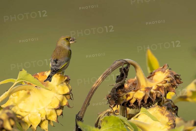 Eurasian greenfinch (Chloris chloris) adult garden bird feeding on sunflower seedhead seeds in autumn, England, United Kingdom