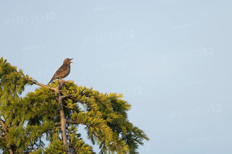 Song thrush (Turdus philomelos) adult male bird singing on a fir tree in spring, England, United Kingdom