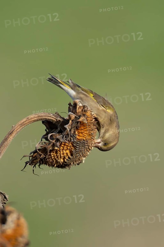Eurasian greenfinch (Chloris chloris) adult garden bird feeding on sunflower seedhead seeds in winter, England, United Kingdom