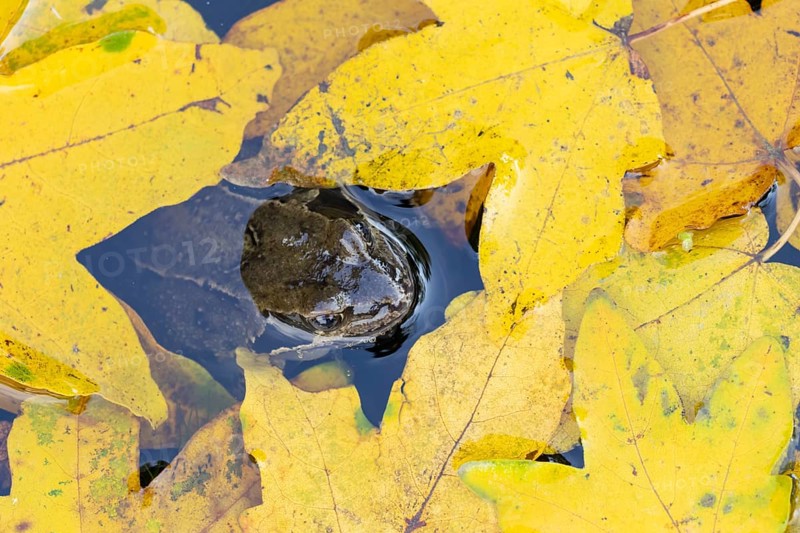 Common frog (Rana temporaria) adult amphibian on the water surface of a pond with fallen autumn leaves, England, United Kingdom
