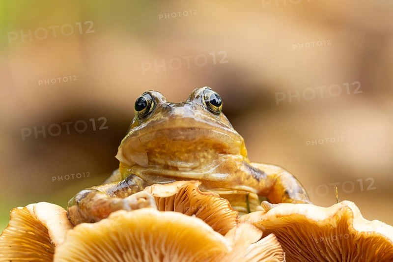 Common frog (Rana temporaria) adult amphibian on a fungi in autumn, England, United Kingdom