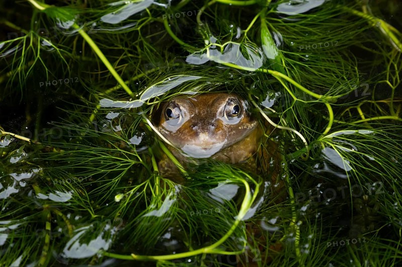 Common frog (Rana temporaria) adult amphibian on the water surface of a pond amongst pond weed, England, United Kingdom