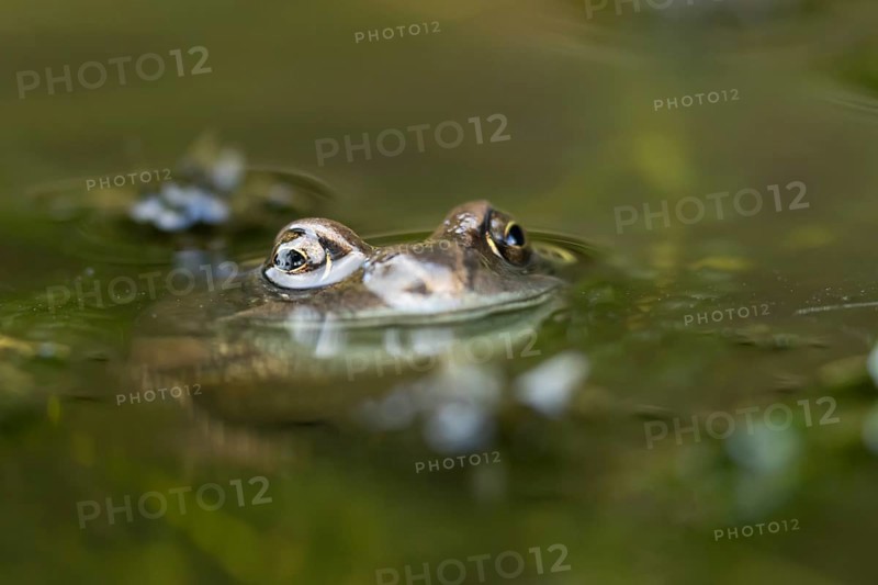 Common frog (Rana temporaria) adult amphibian on the water surface of a pond, England, United Kingdom